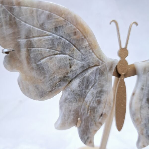 Papillon pierre de Lune belomorite – Image 3