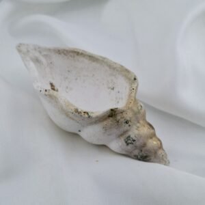 Coquillage décoratif résine minérale doré feuilles d'or - 11cm x 5cm